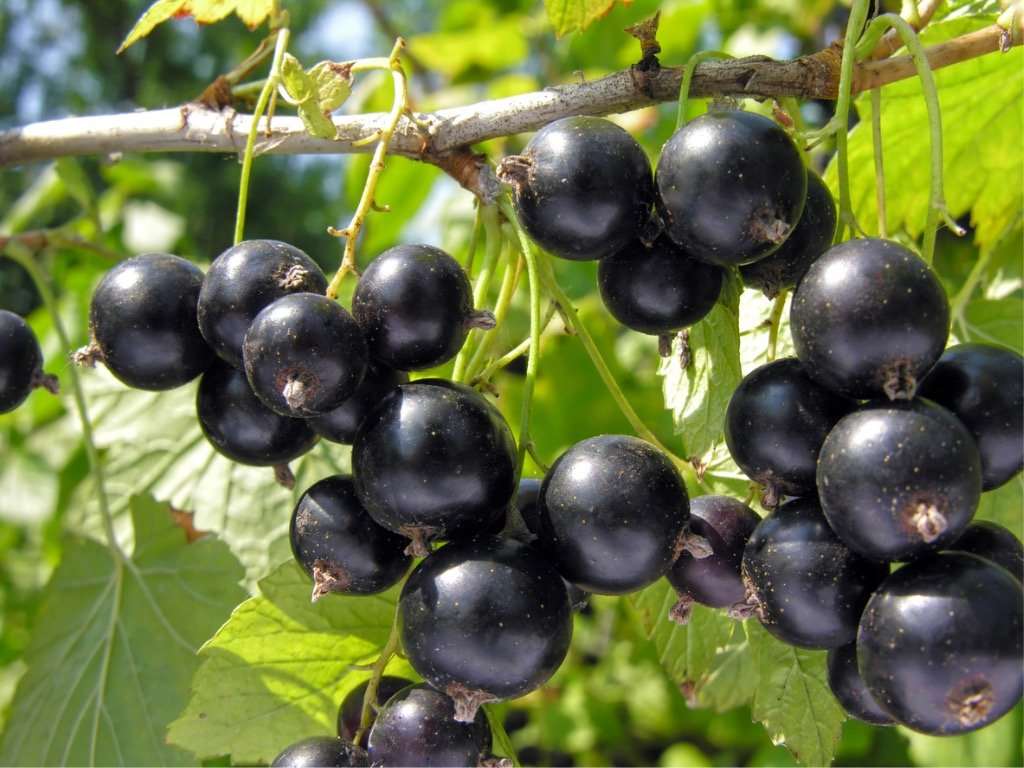 Lentaj Currant