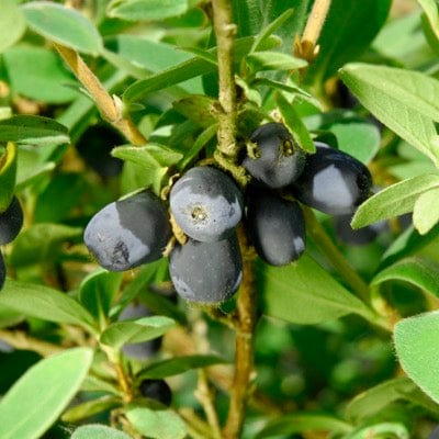 Blue Sea™ Honeyberry