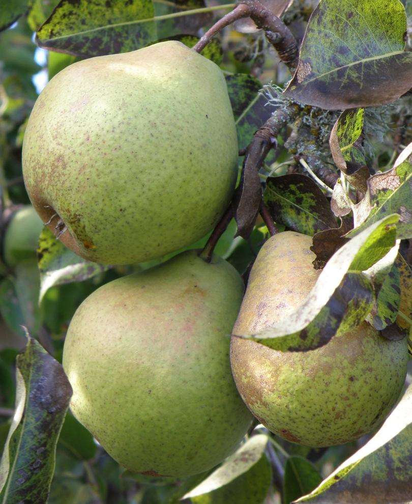 Johantorp European Pear