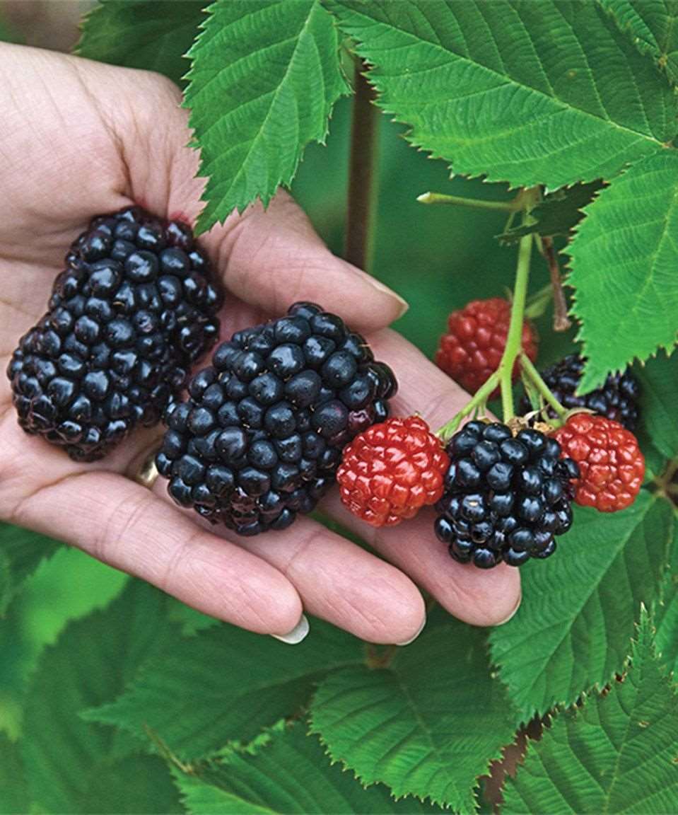 Kiowa Blackberry