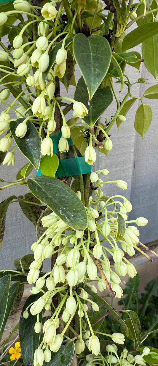 China Blue Vine (White)