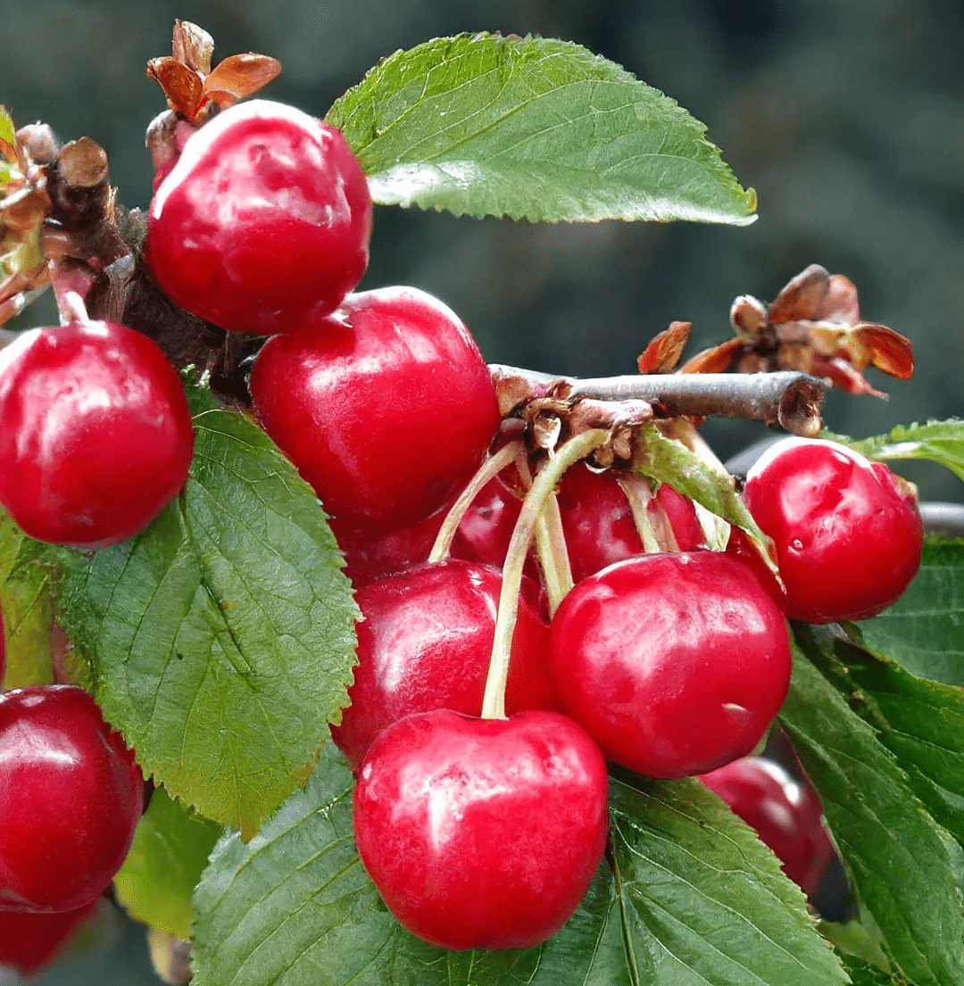 Crimson Passion® Cherry