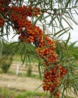 Amber Dawn™ Seaberry