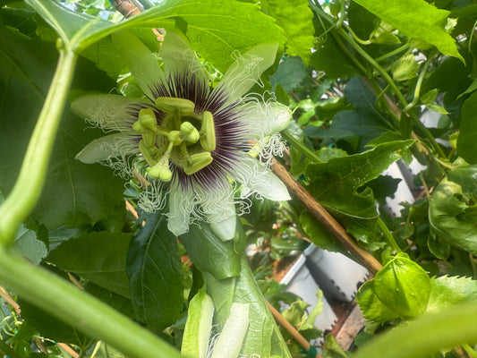 Bushel And Berry® Poppin’ Passion™ Passion Fruit