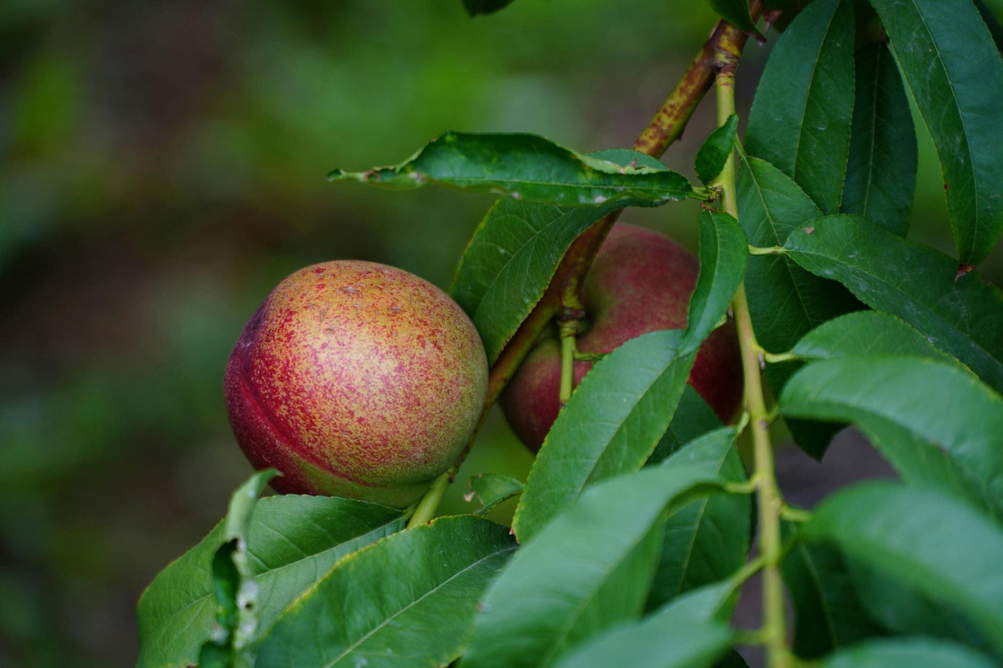 Freckle Face Nectarine