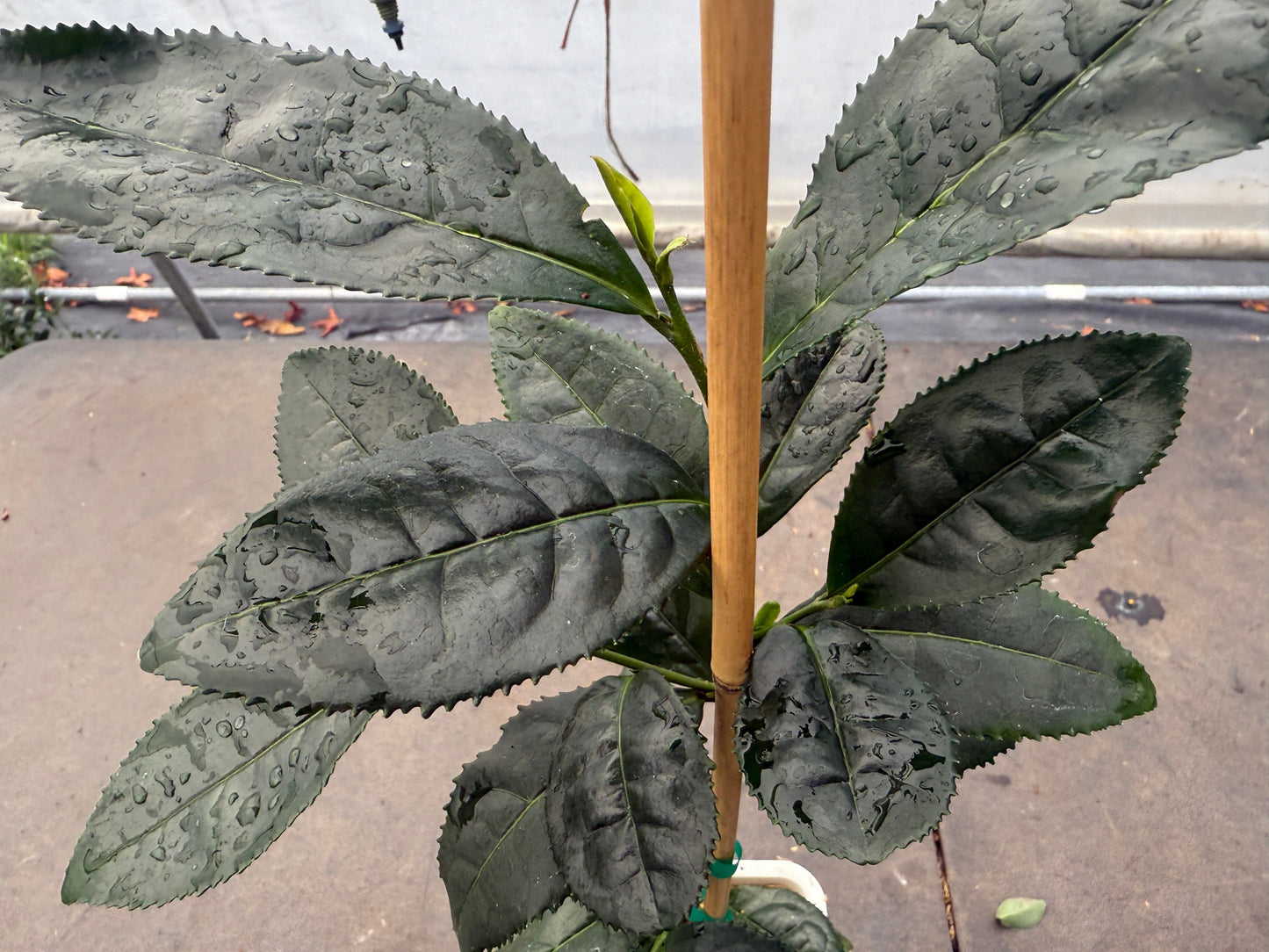 Large Leaf Tea