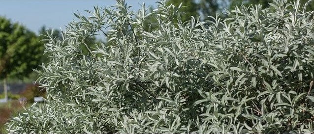 Alpha Iceberg Alley® Salix First Editions®