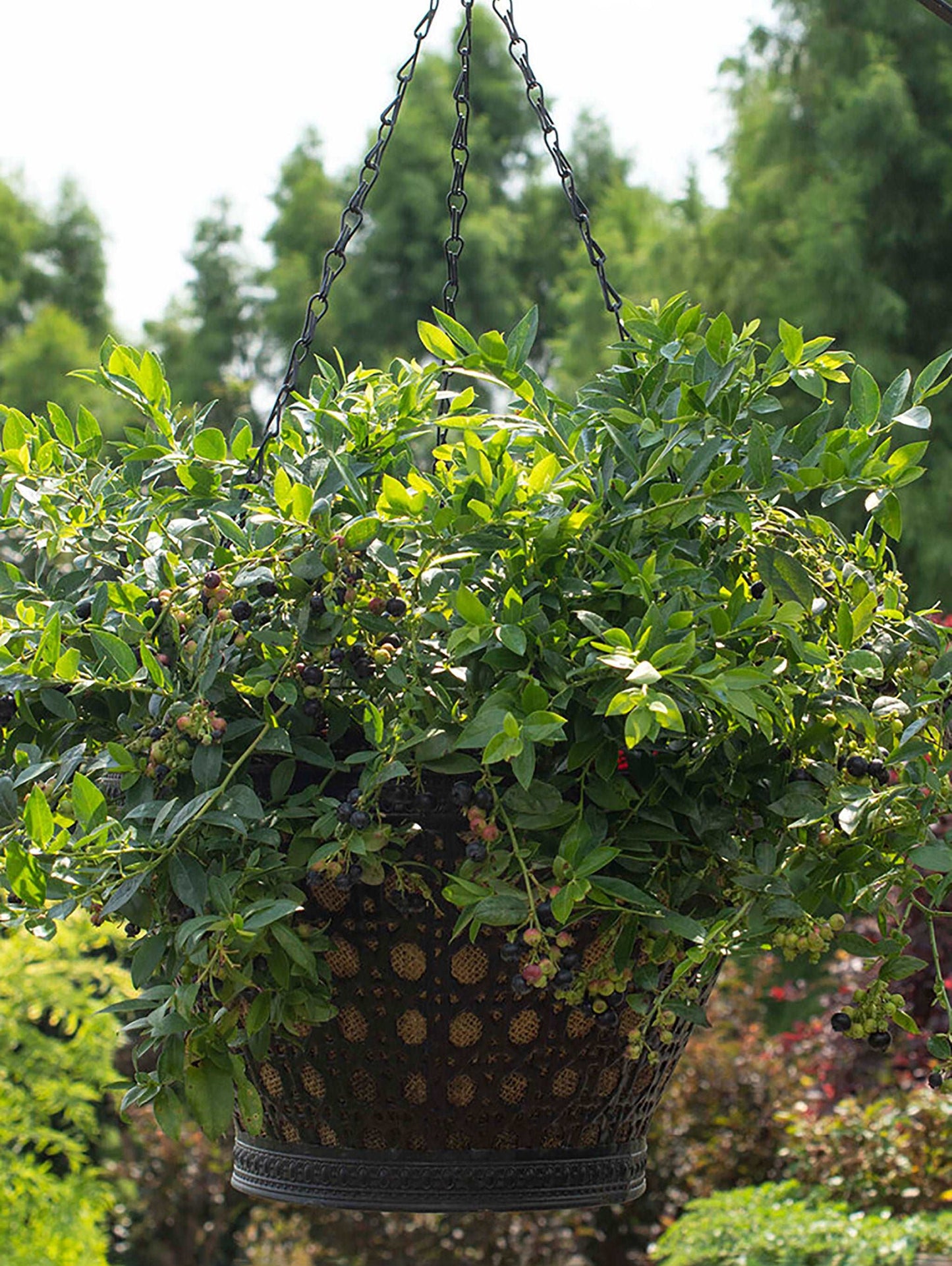 Alpha Bushel And Berry® Midnight Cascade® Blueberry