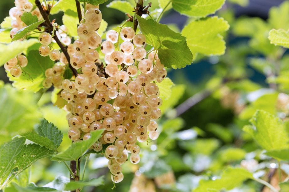 White Grape White Currant