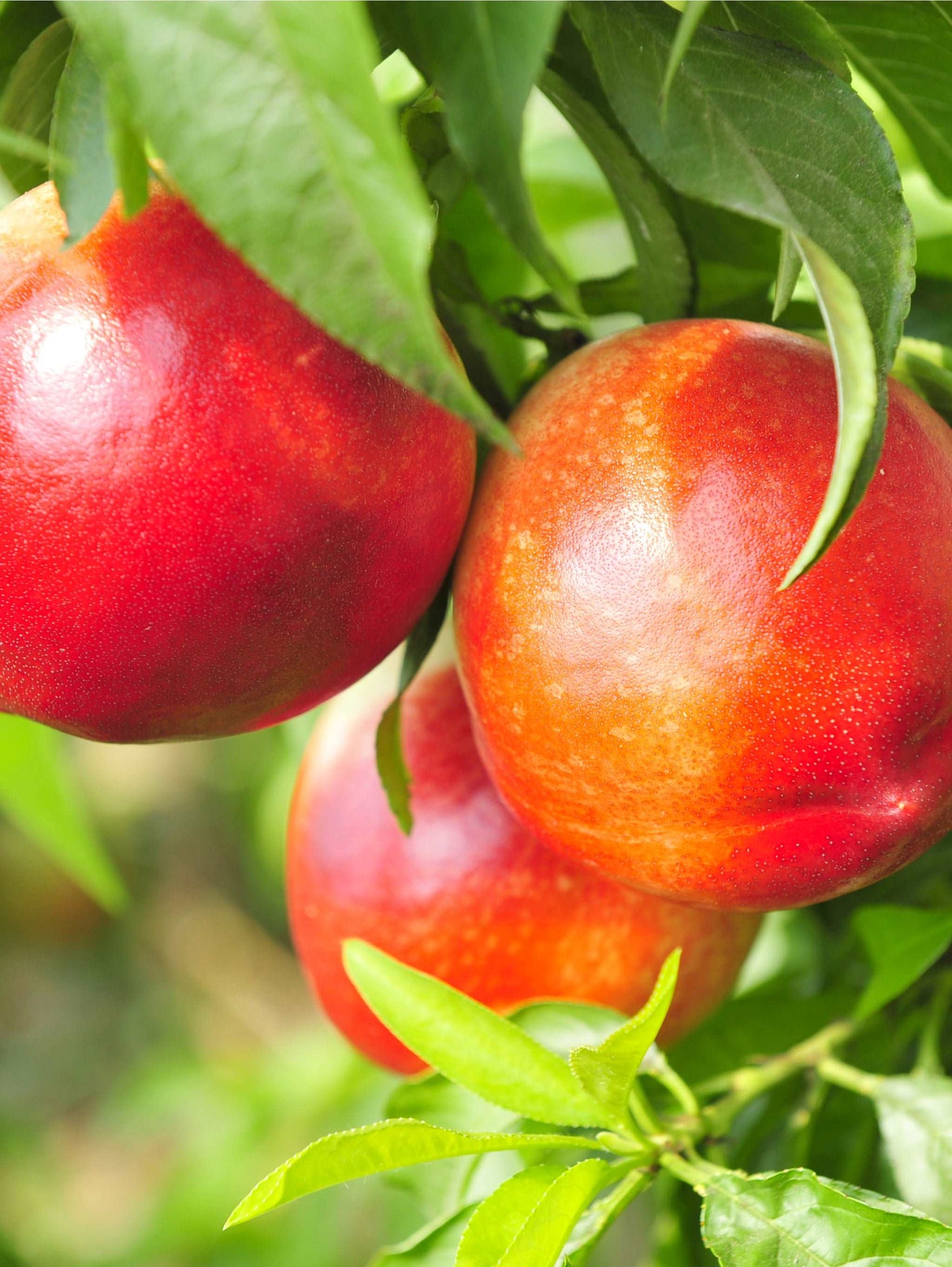 Pacific Pride™ Nectarine