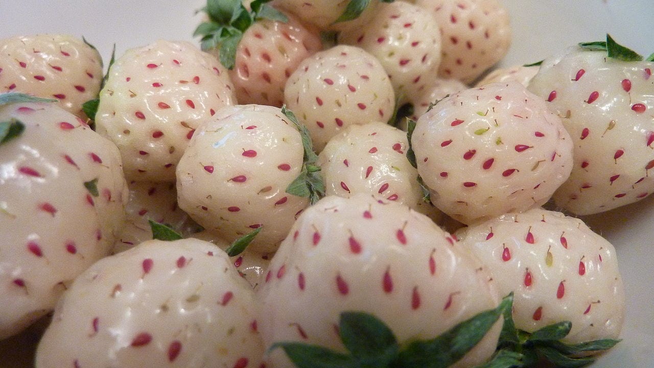 White Carolina Strawberry