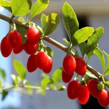 Red Empress™ Goji Berry
