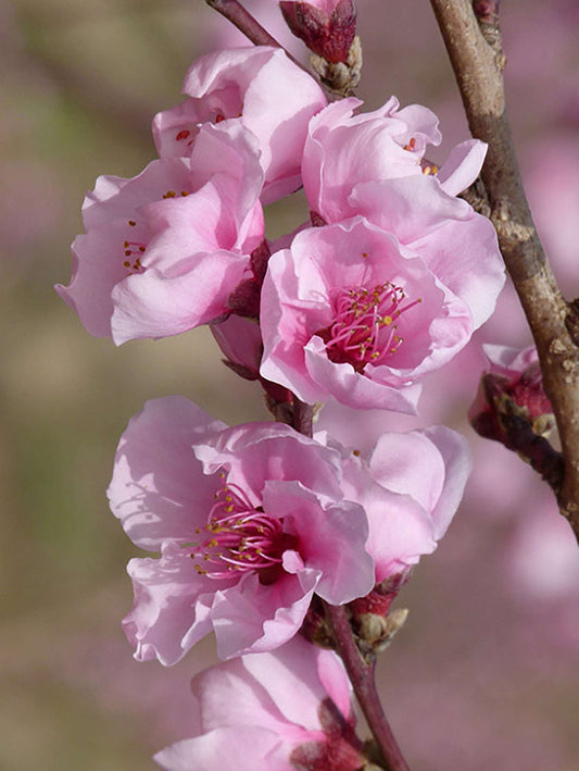 Reliance Peach