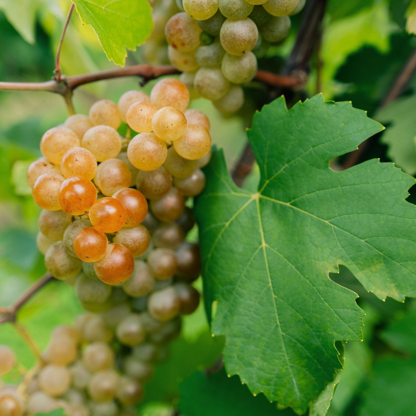 Chardonnay Grape