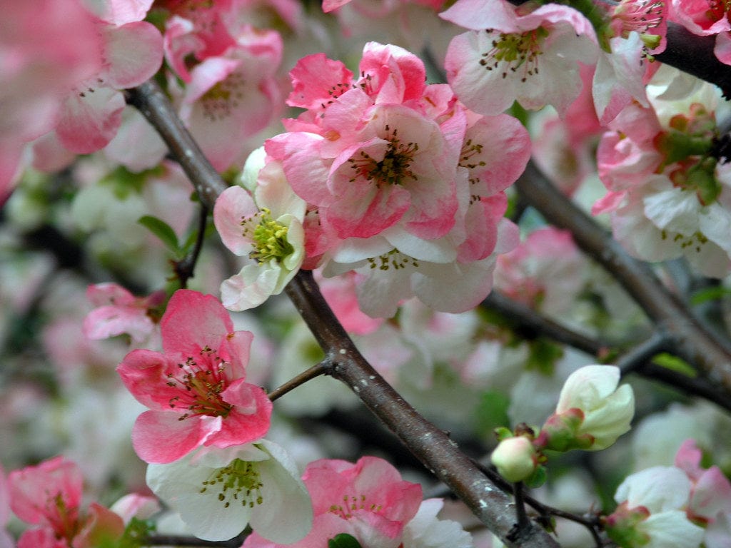 Toyo Nishiki Flowering Quince