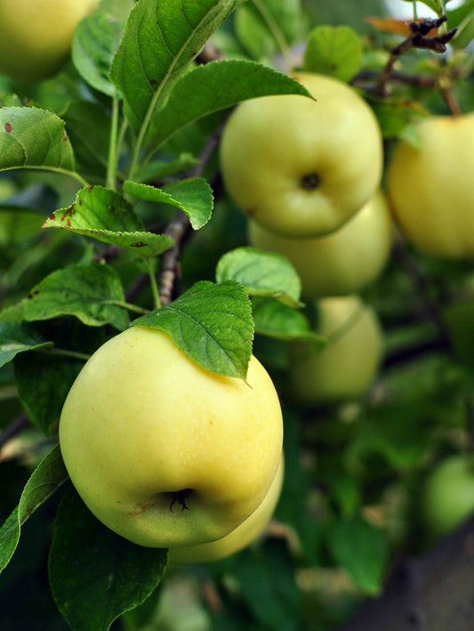 Pristine Apple
