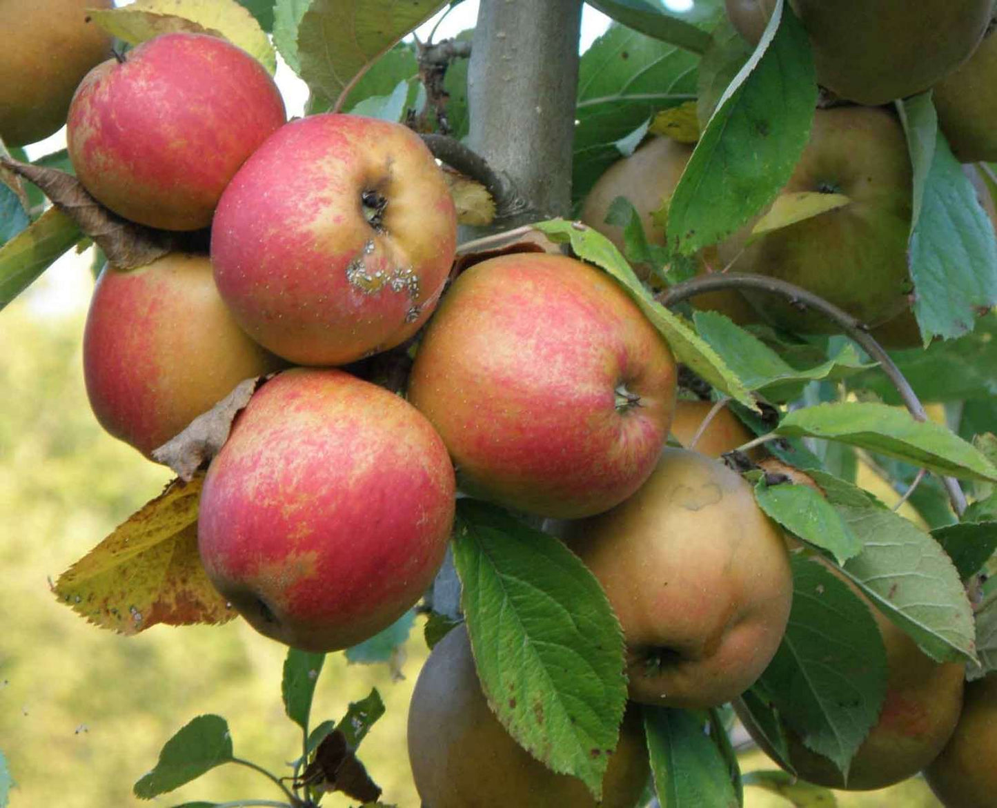 Red Boskoop Apple