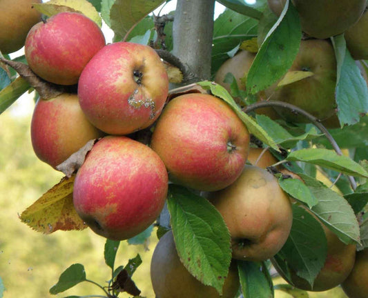 Red Boskoop Apple