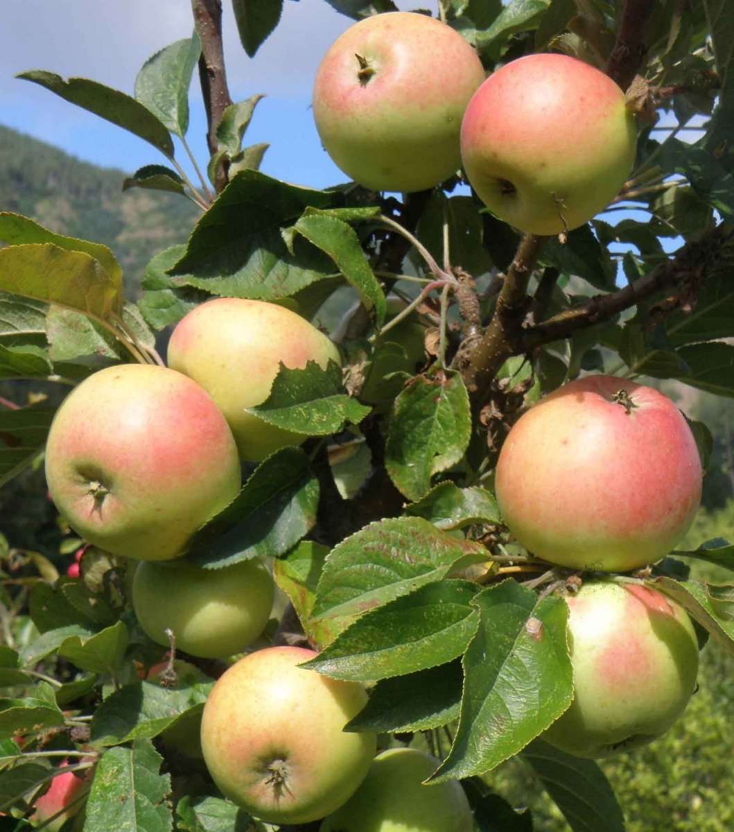 Golden Sentinel Columnar Apple