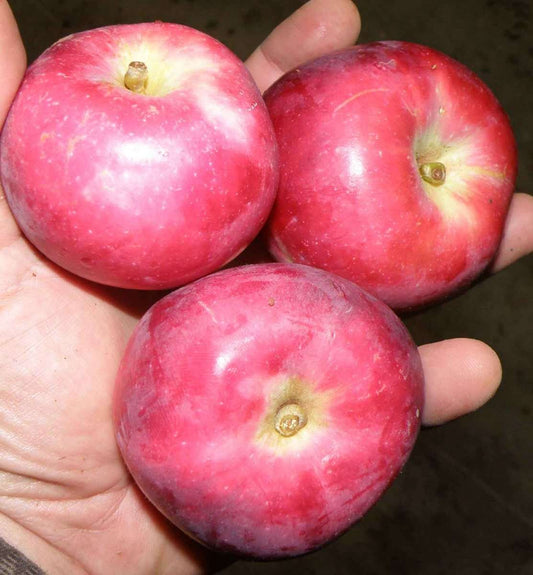 North Pole Columnar Apple