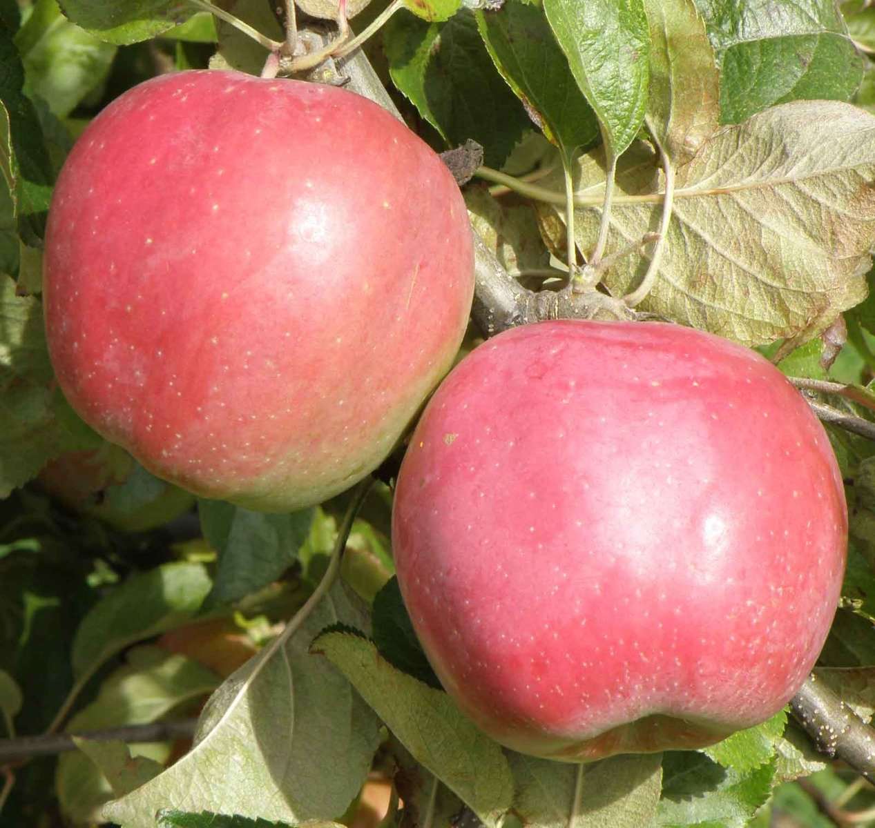 Northern Spy Apple