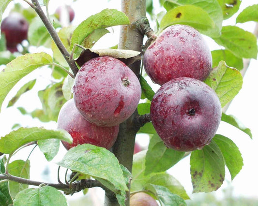 Kingston Black Cider Apple