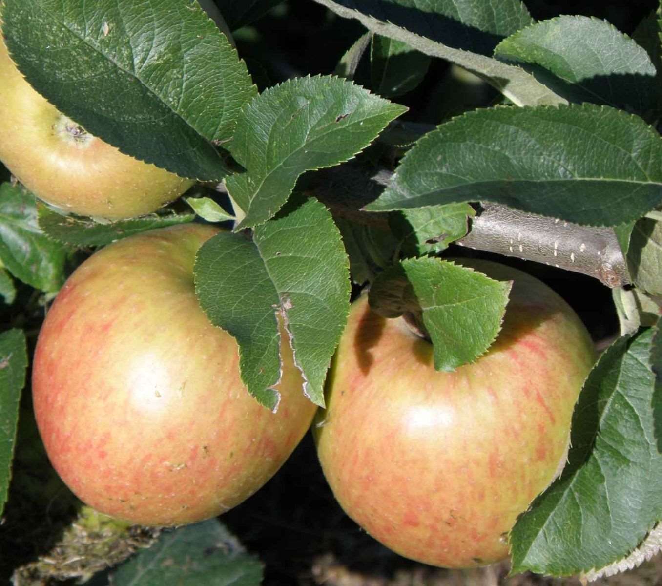 Jonagold Apple Tree