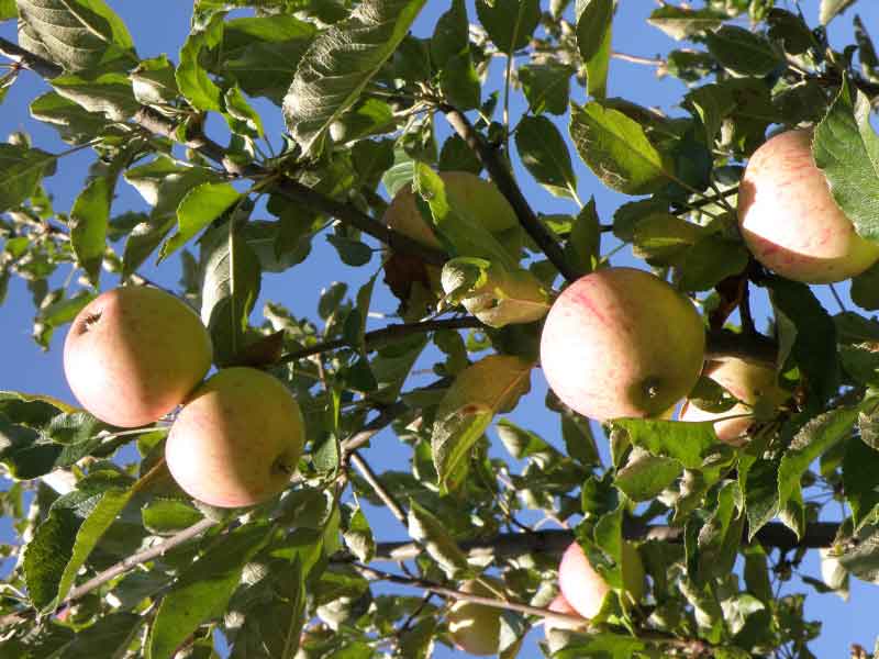 Johnny Appleseed Apple