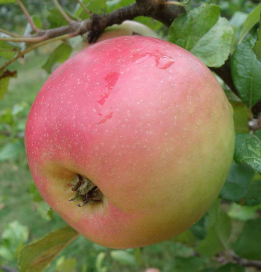 King Edward VII Apple