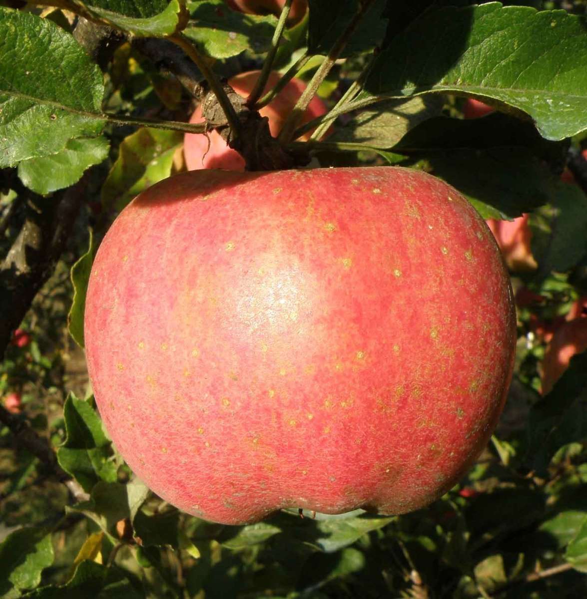 Melrose Apple