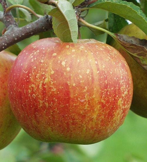 Rubinette Apple