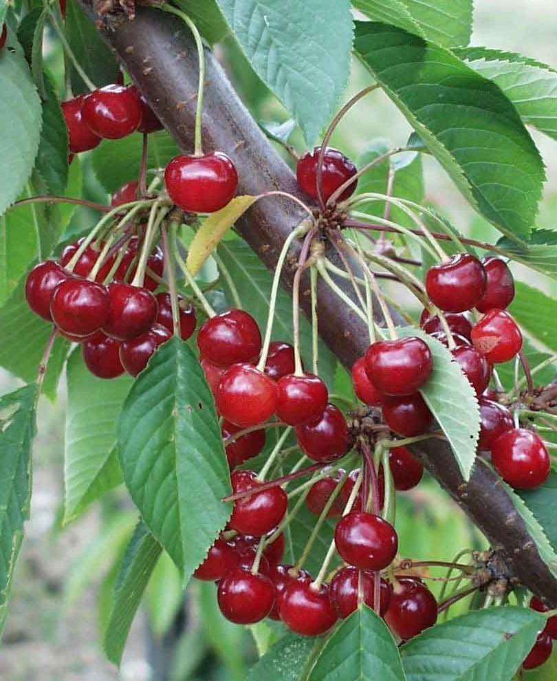 Almaden Duke Cherry