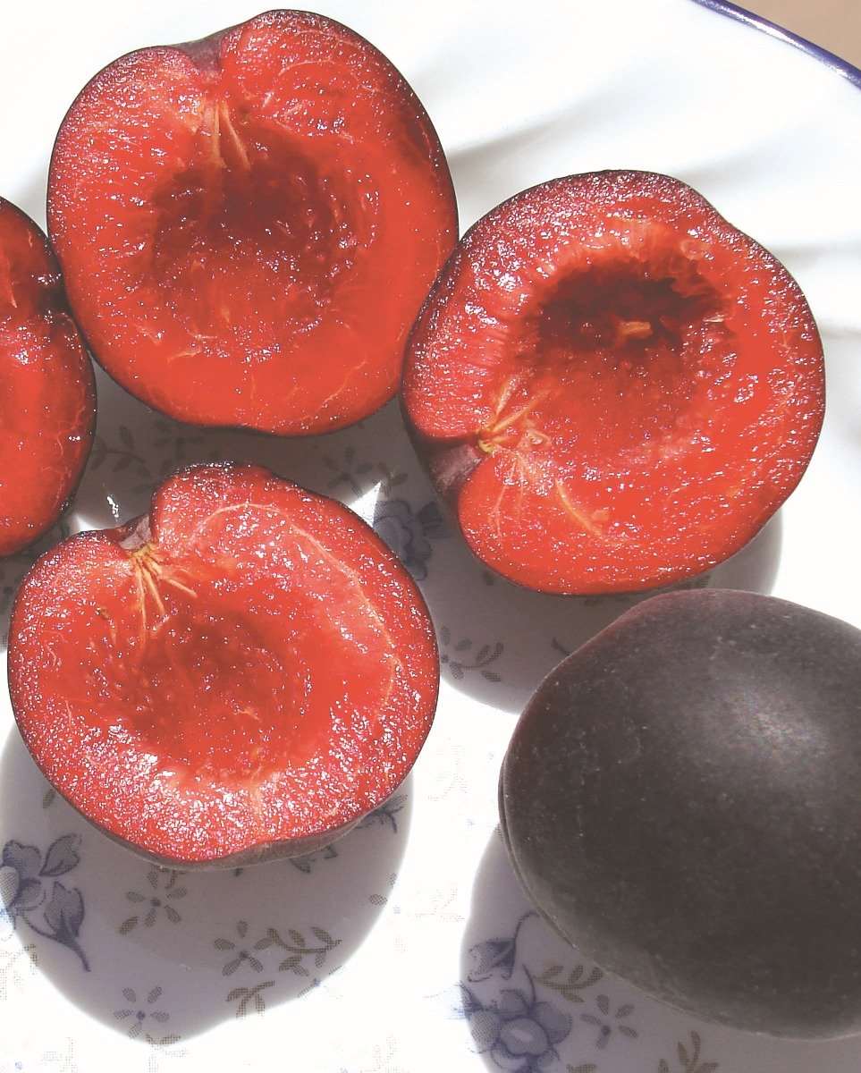 Tlor-Tsiran Apricot