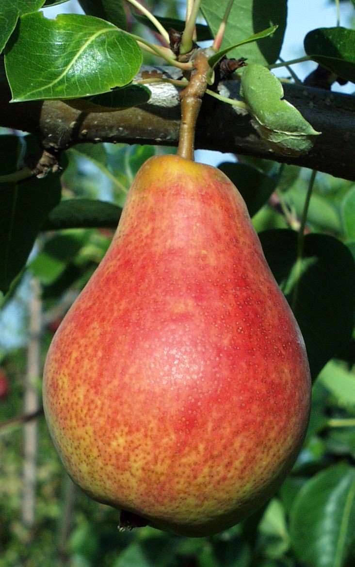 Ubileen European Pear