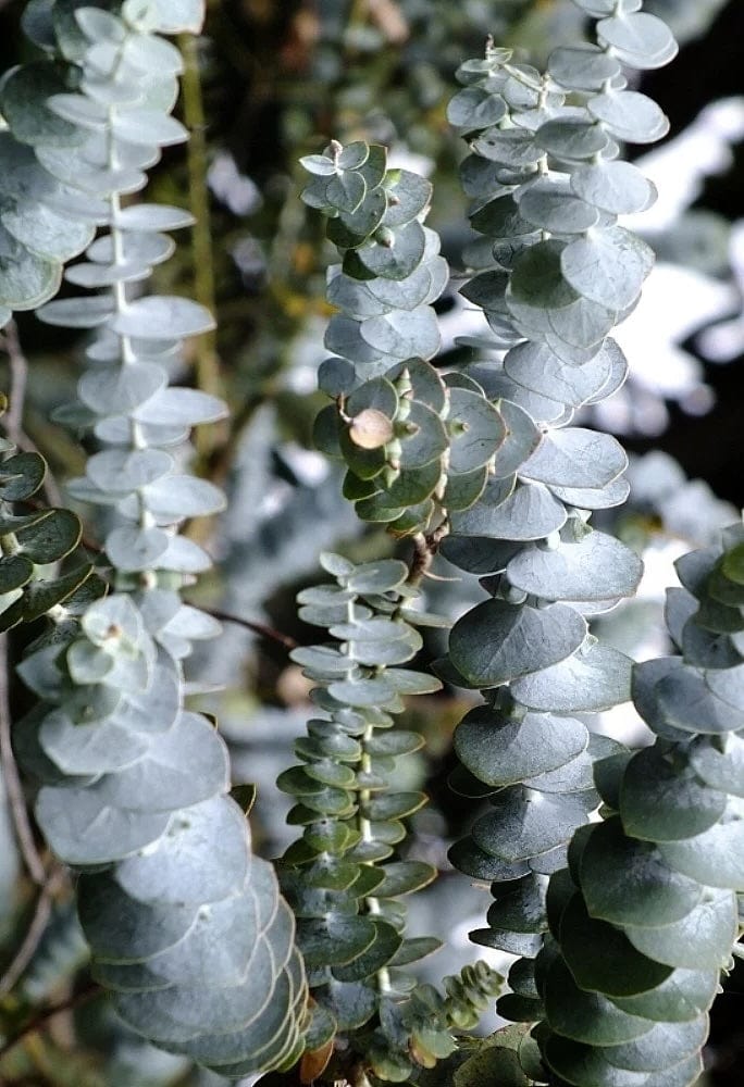 Baby Blue Eucalyptus
