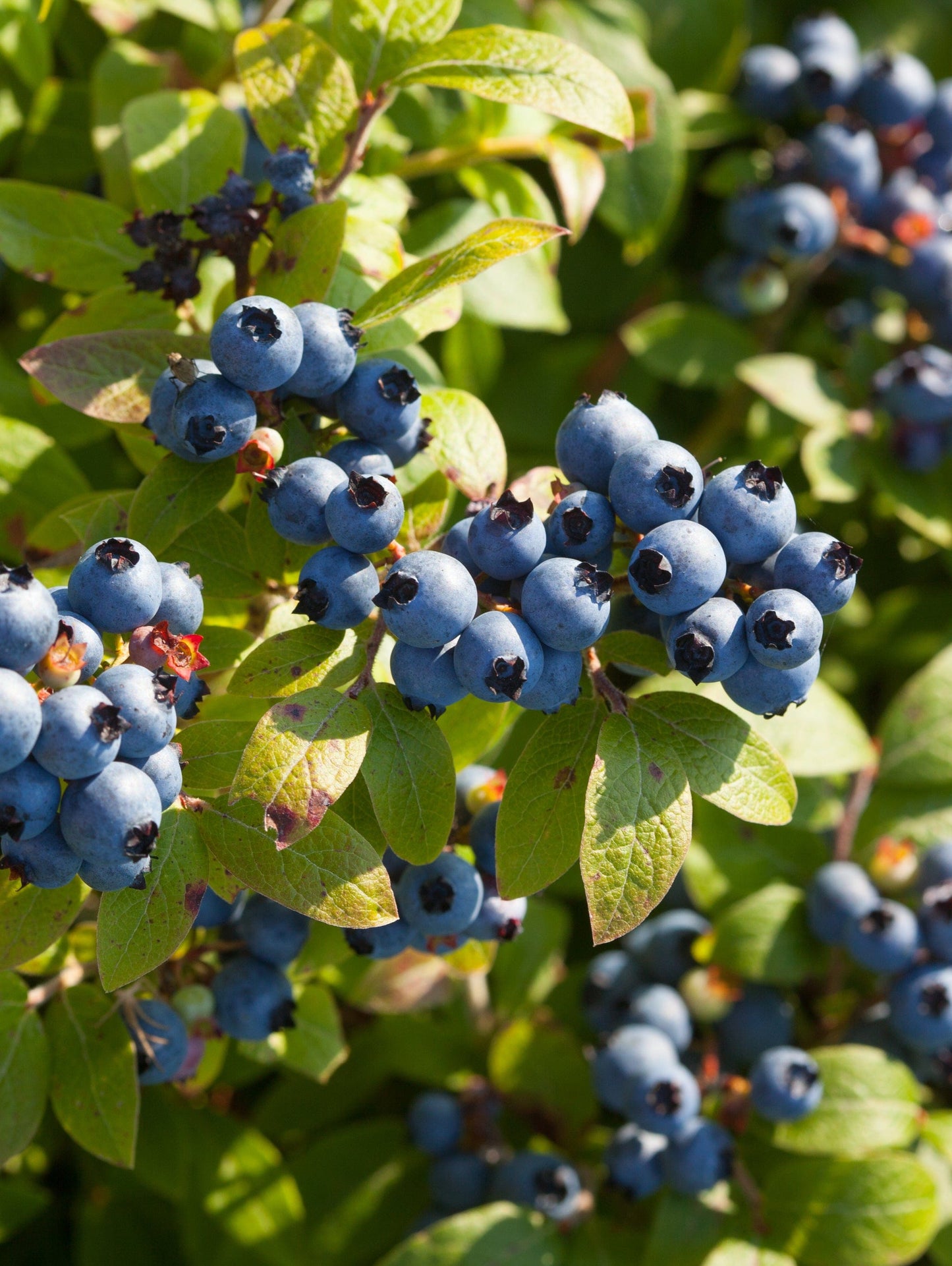 Big Blueberry Bundle No.2