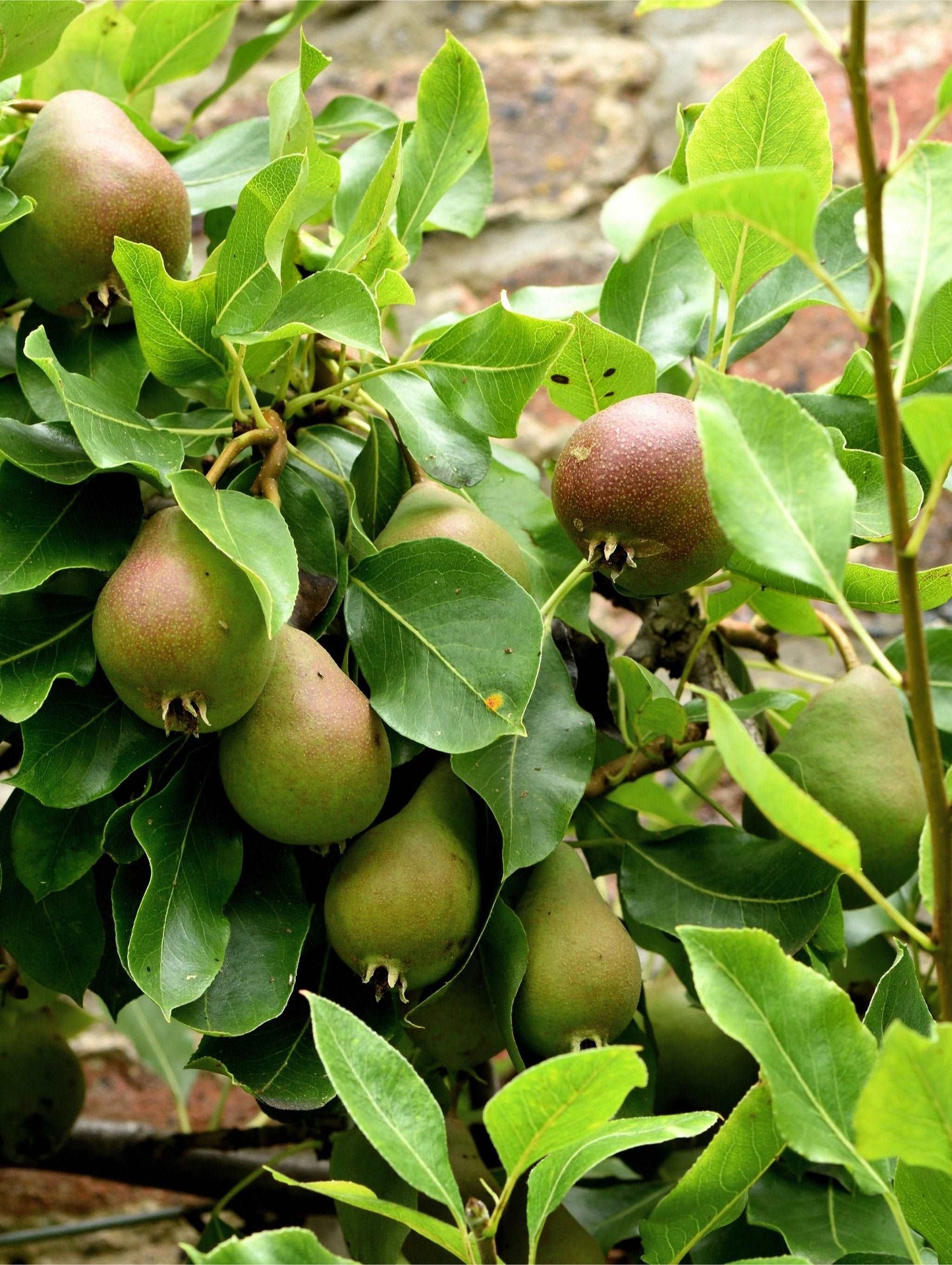 Beurre Super Fin European Pear