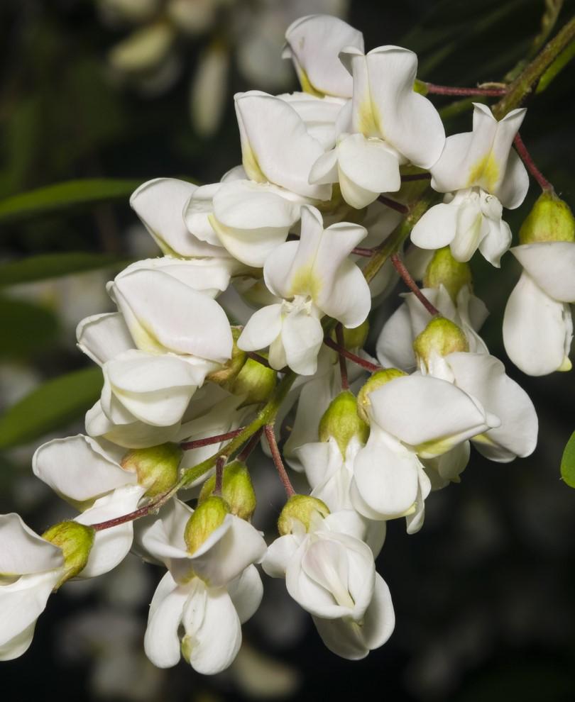 Black Locust Seedling