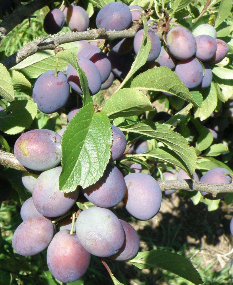 Blues Jam European Plum