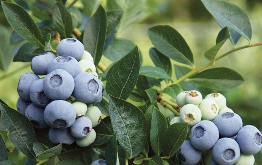 Alpha Blue Ribbon Blueberry
