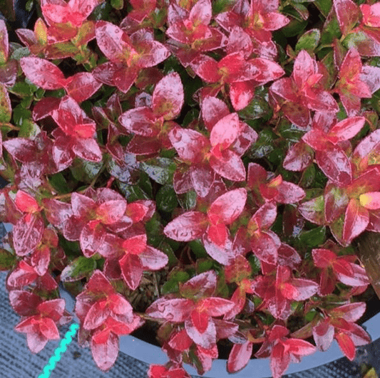 Gaylussacia Brachycera 'Berried Treasure'™
