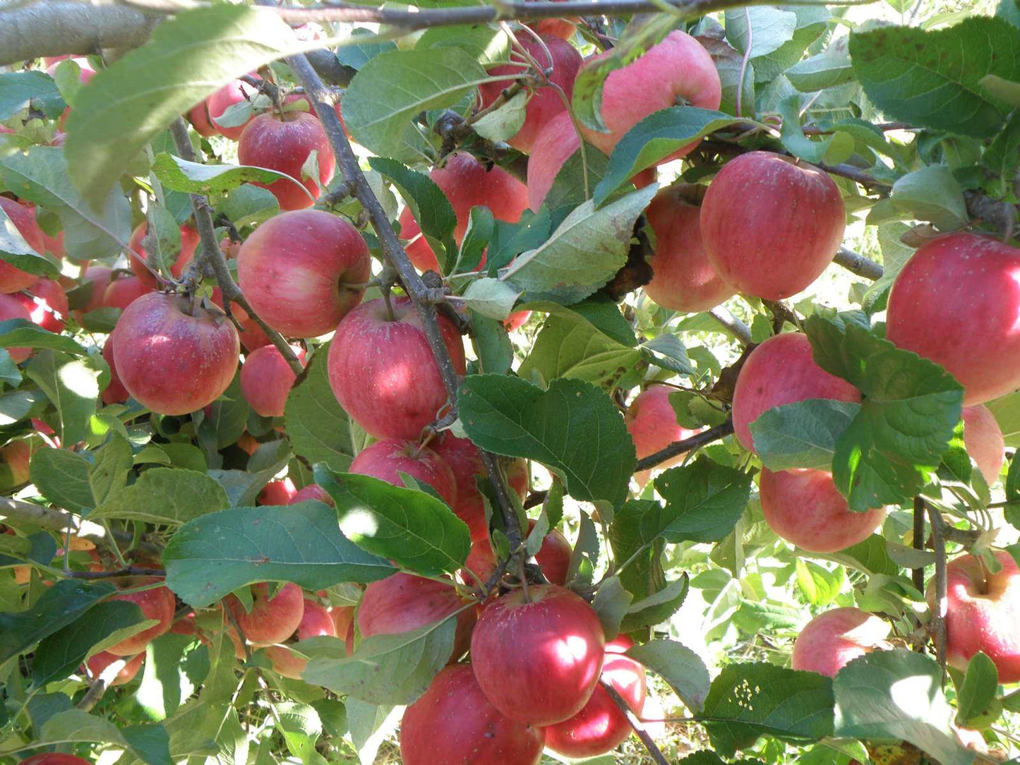 Releika Apple