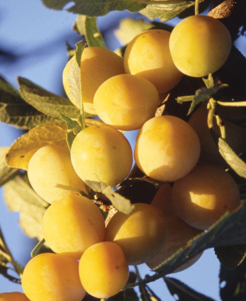 Mirabelle De Metz European Plum