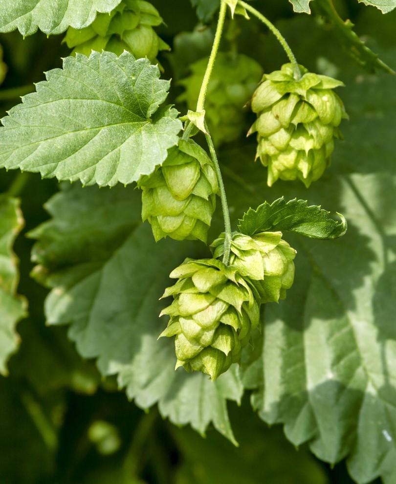 Cascade Hops