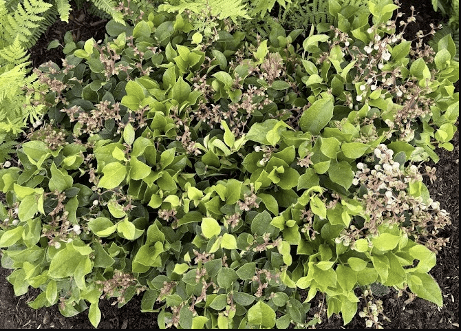 Cascade Carpet Salal