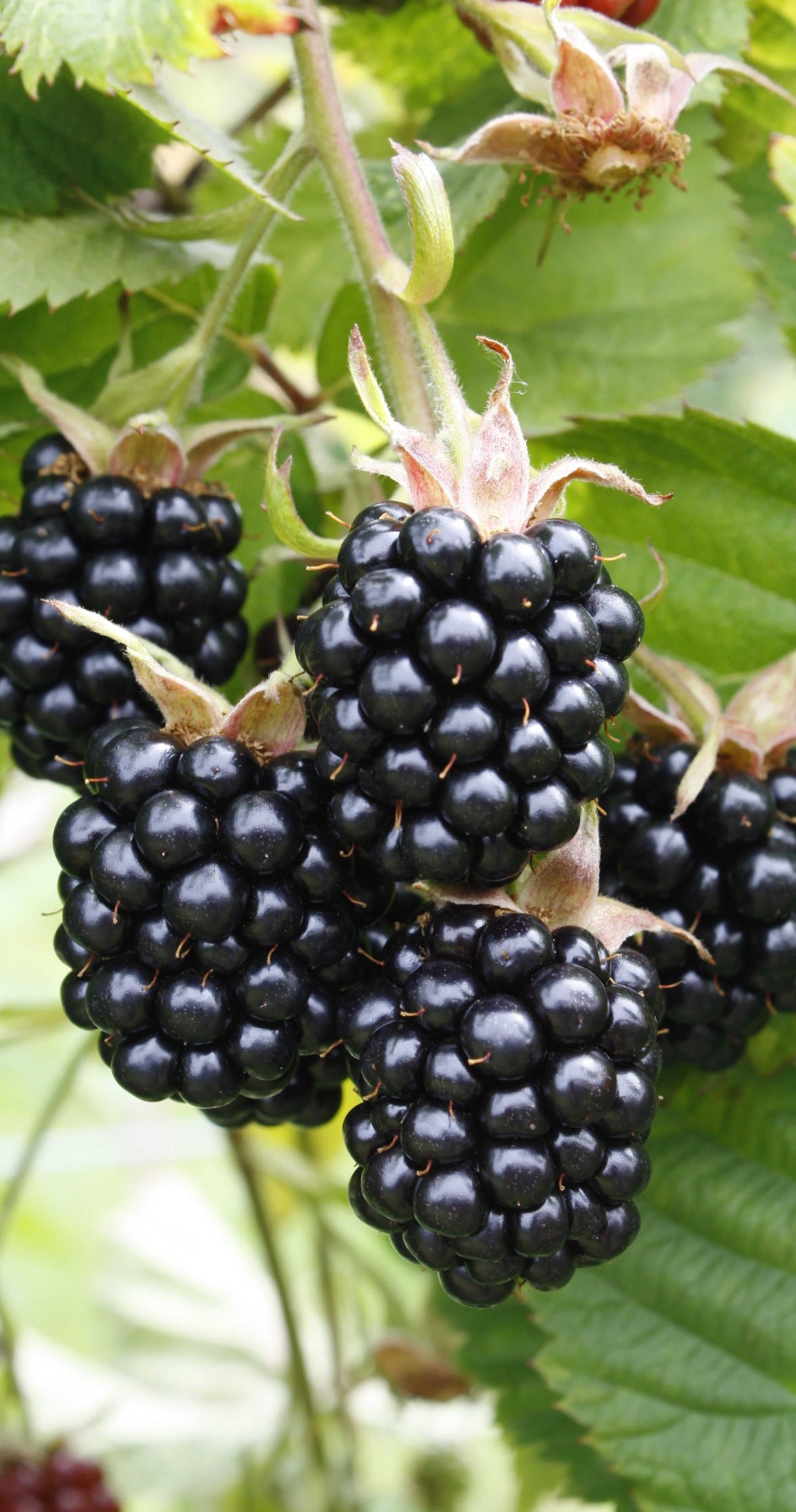 Chester Blackberry