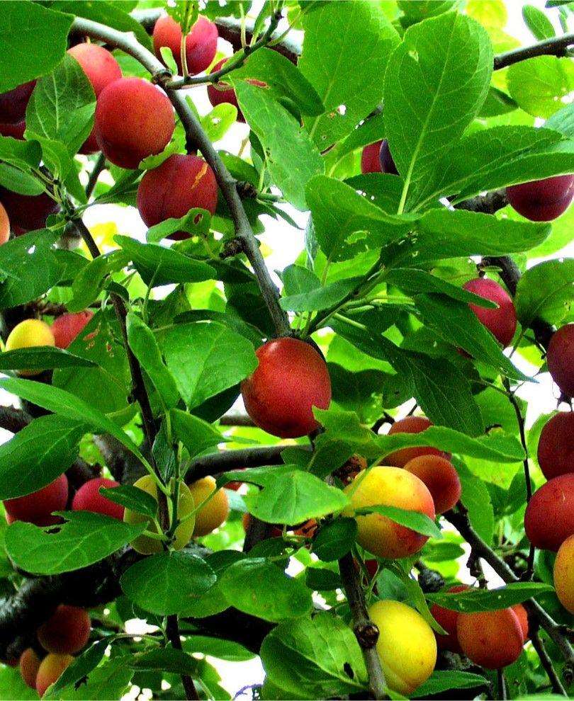Early Laxton European Plum