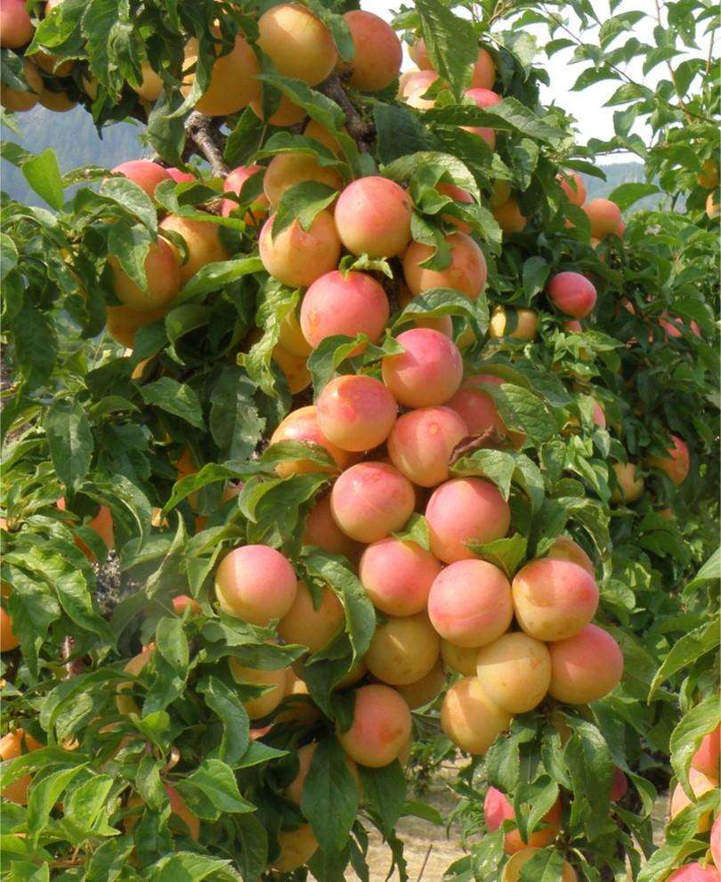 Early Golden Asian Plum