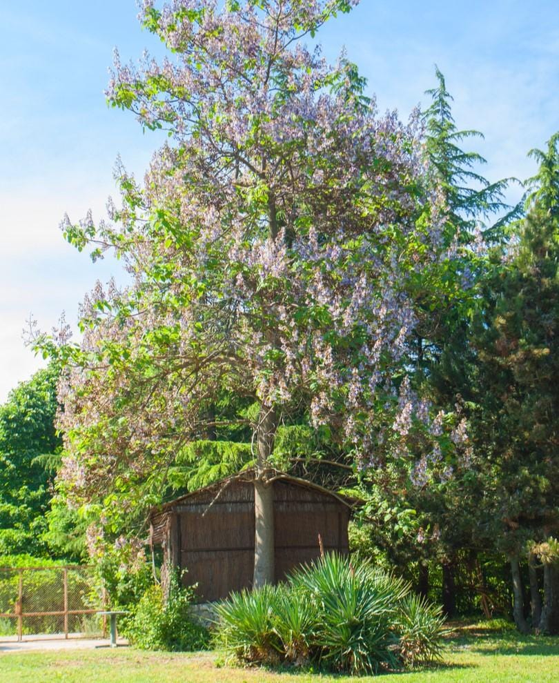 Empress Tree