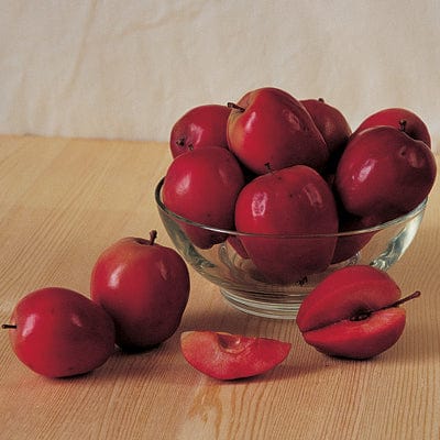 Firecracker™ Apple